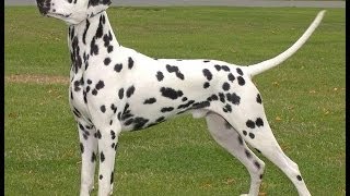 dalmatians dogs breeds [upl. by Elyn]