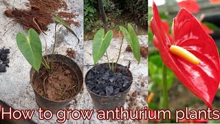 How to grow anthurium plants [upl. by Hareenum485]