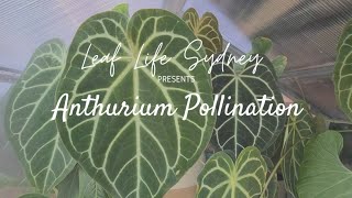 A Guide to Anthurium Pollination [upl. by Eilitan]