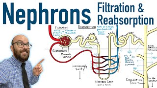 Nephrons  Filtration and Reabsorption Basics [upl. by Jc859]