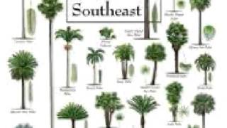 Palm Tree care Tips  facts deficiencies history [upl. by Inatirb484]