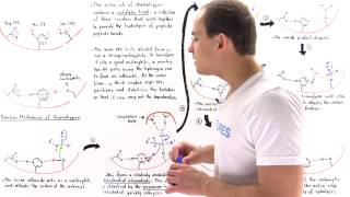 Mechanism of Chymotrypsin and Catalytic Triad [upl. by Brewer]