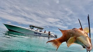 SPEARFISHING in PARADISE Hogfish Catch Clean amp Cook in the Bahamas [upl. by Rowan]