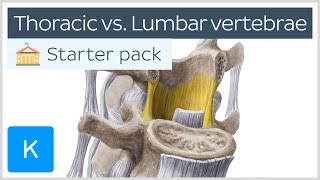 Thoracic vertebrae vs Lumbar vertebrae  Human Anatomy  Kenhub [upl. by Zinn209]