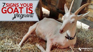 7 Goat Pregnancy Signs [upl. by Vladimar]