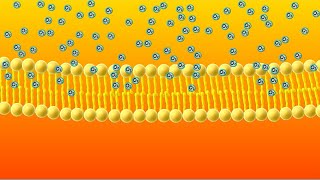 Diffusion Animation [upl. by Halyak]