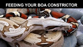 Feeding Your Boa Constrictor [upl. by Kessia]