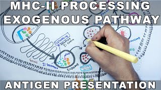 Exogenous Pathway of Antigen Presentation  MHC II Processing [upl. by Mllly]