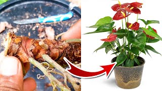 Anthurium Propagation  Anthurium Plant Care [upl. by Carrew]