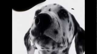 102 Dalmatians  Digga Digga Dog [upl. by Rudolph]