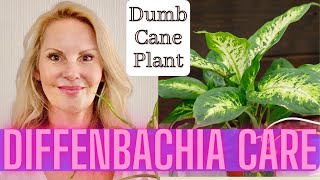 Dieffenbachia Care Propagation and Problems  Dumb Cane Plant with MOODY BLOOMS [upl. by Pathe]