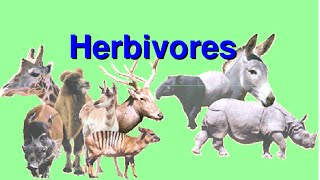 What are Herbivores Video for Kids [upl. by Alel]