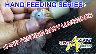 HAND FEEDING SERIES  HAND FEEDING BABY LOVEBIRDS [upl. by Bluefarb]