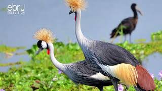 Fun Facts About Grey Crowned Cranes [upl. by Terryl]