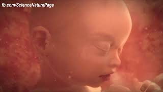 A short video From Conception to Birth [upl. by Bonilla]