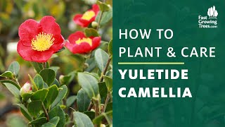 Yuletide Camellia  How to Plant and Care [upl. by Hacceber269]