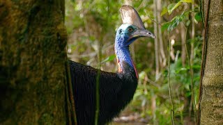 Filming The Worlds Deadliest Bird  Wild Stories  BBC Earth [upl. by Jamel]