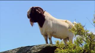 Boer Goat Farming [upl. by Nalyad753]