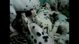 Adorable Dalmatian Puppies [upl. by Ahseniuq]