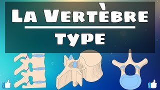 Anatomie du rachis  Vertèbre type [upl. by Acillegna186]