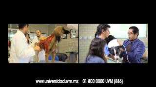 UVM  Licenciatura en Medicina Veterinaria y Zootecnia [upl. by Oreves188]