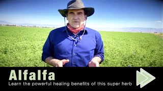 Alfalfa Benefits Nutrition Facts [upl. by Ziza]