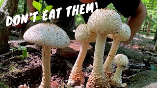 7 Common Poisonous Mushrooms You Should Know [upl. by Hayn]