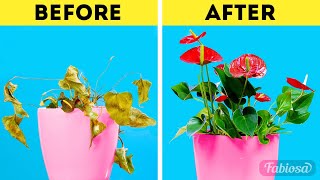 Anthurium plant care How to make anthurium bloom yearround [upl. by Atined]