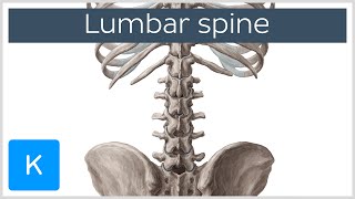 Lumbar Spine Anatomy and Function  Human Anatomy  Kenhub [upl. by Lesab]