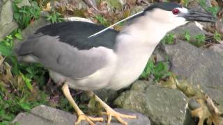 Blackcrowned Night Heron Dude  and PredatorNARRATED [upl. by Scholem272]