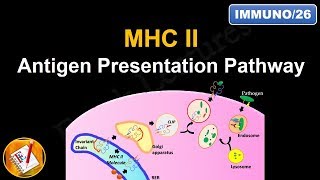 Antigen Processing and Presentation PART II MHC II Antigen Presentation Pathway FLImmuno26 [upl. by Yhtomot174]