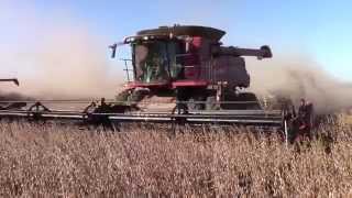 3 Case IH 8230 AxialFlow Combines Harvesting Soybeans [upl. by Ameyn]