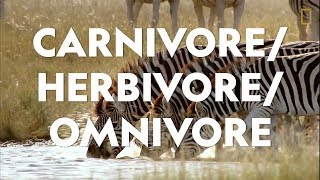 Definitions in the Field CarnivoreHerbivoreOmnivore [upl. by Hunsinger]