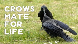 Crows mate for life [upl. by Anerrol409]