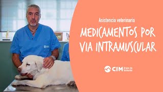 Administración de medicamentos por vía intramuscular a animales  CIM Formación [upl. by Isleana]