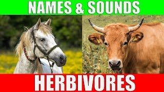 HERBIVOROUS ANIMALS Names and Sounds  Learn Herbivore Animals [upl. by Llabmik]