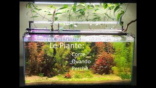 Le piante in acquario—Zio Pesce Blogfitodepurazioneacquari [upl. by Klepac]