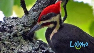 Woody Woodpecker  No Time Like A Present  Full Episodes [upl. by Aruam593]