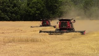 2017 Wheat Harvest Underway In May Case IH 8240 Combines [upl. by Ahsot740]