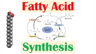 Fatty Acid Synthesis Pathway Overview Enzymes and Regulation [upl. by Onibag32]