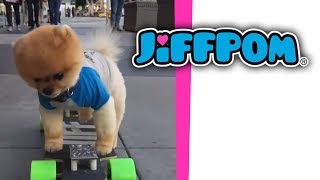 Jiffpom on a Skateboard [upl. by Zil300]