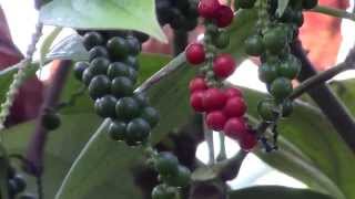 How to Grow Black Pepper Piper nigrum [upl. by Mcmaster]