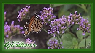 Butterfly and Hummingbird attractor plants  Volunteer Gardener [upl. by Livingstone170]