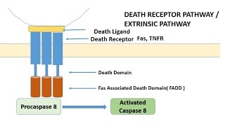 APOPTOSIS PART 1 Definition Causes amp MechanismPathways [upl. by Nnodnarb589]