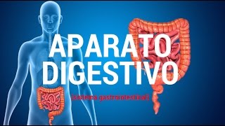 Aparato digestivo sistema gastrointestinal [upl. by Ainigriv988]