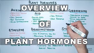 Plant Hormones  Types and Functions [upl. by Ttenyl982]