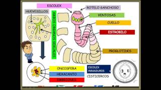 TAENIA SOLIUM SOLITARIA [upl. by Stevens]