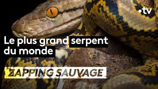 Le plus grand serpent du monde  ZAPPING SAUVAGE [upl. by Tomkins61]