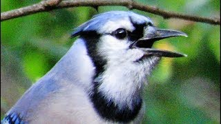 Exceptional Blue Jay Calls [upl. by Capone536]