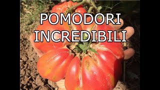 10 Trucchi per coltivare Pomodori Incredibili Potatura e Fertilizzazione [upl. by Noreik]